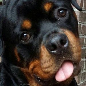 Meet your Posher, Irina